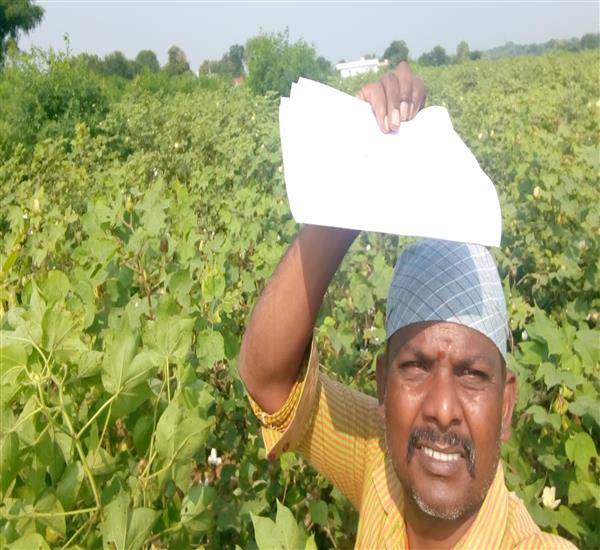 Warangal Urban District                                                                                                                                                                                                                                    - Crop Cutting Expts.,                                                                                                                                   - Cotton Picking in Kamalpur Mandal                                                                                                                                                                                                                               - dt.16/10/2017          